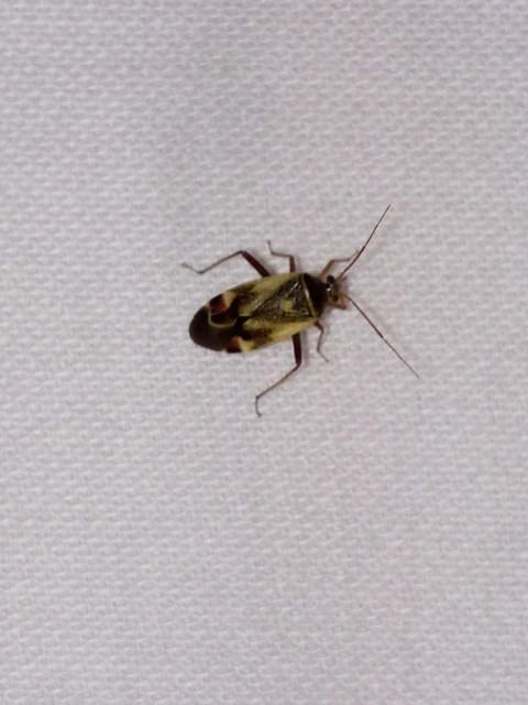 Polymerus Polymerus
