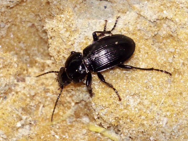 Pterostichus melas - fényes gyászfutó