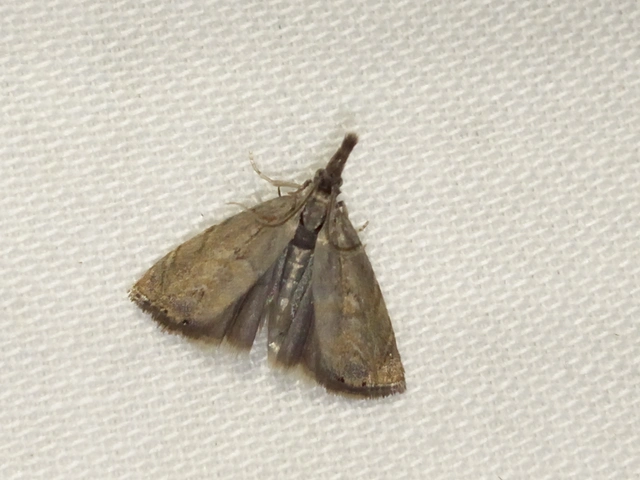 Platytes cerussella - törpe fűgyökérmoly