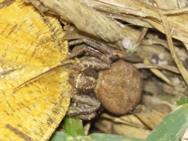 Xysticus