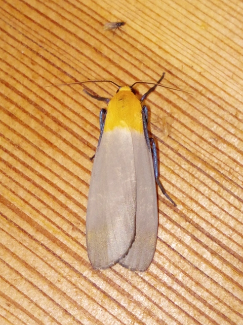 Lithosia quadra - négypettyes zuzmószövő