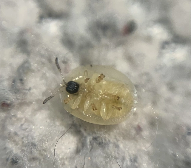 Cassida hemisphaerica - gömbölyded pajzsbogár Cassida hemisphaerica - gömbölyded pajzsbogár
