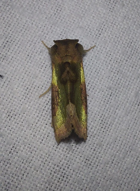 Diachrysia stenochrysis - rejtőző aranybagoly