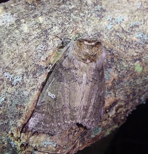 Tethea or - bélyeges pihésszövő