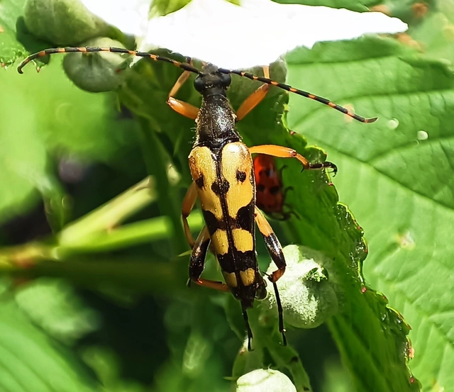 Rutpela maculata - tarkacsápú karcsúcincér