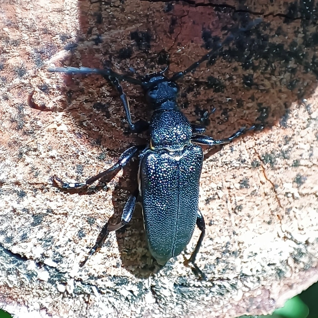 Stictoleptura scutellata - hegyi virágcincér