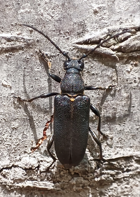 Stictoleptura scutellata - hegyi virágcincér