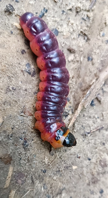 Cossus cossus - fűzfarontólepke