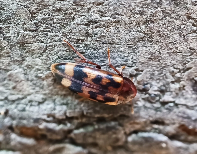 Orchesia undulata - hullámos szöcskebogár