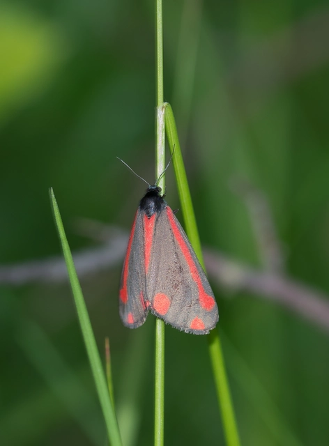 Tyria jacobaeae - jakabfű-medvelepke