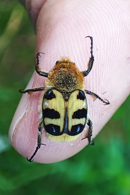 Trichius sexualis - keleti prémesbogár