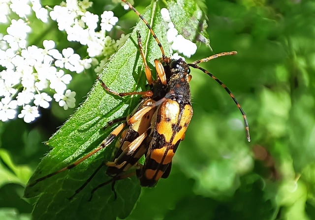 Rutpela maculata - tarkacsápú karcsúcincér