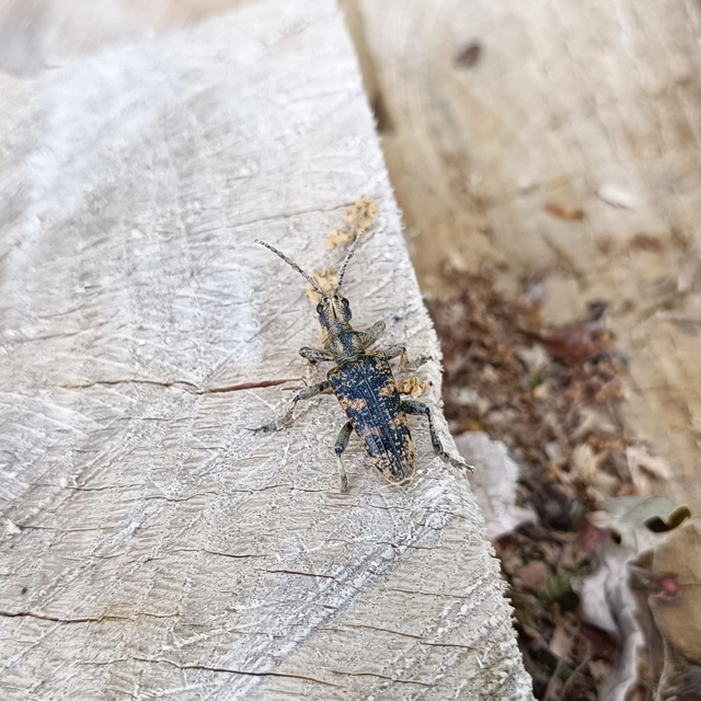 Rhagium sycophanta - tölgyes-tövisescincér