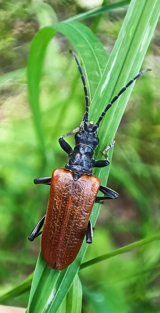 Stenocorus quercus - tölgy-gyökércincér