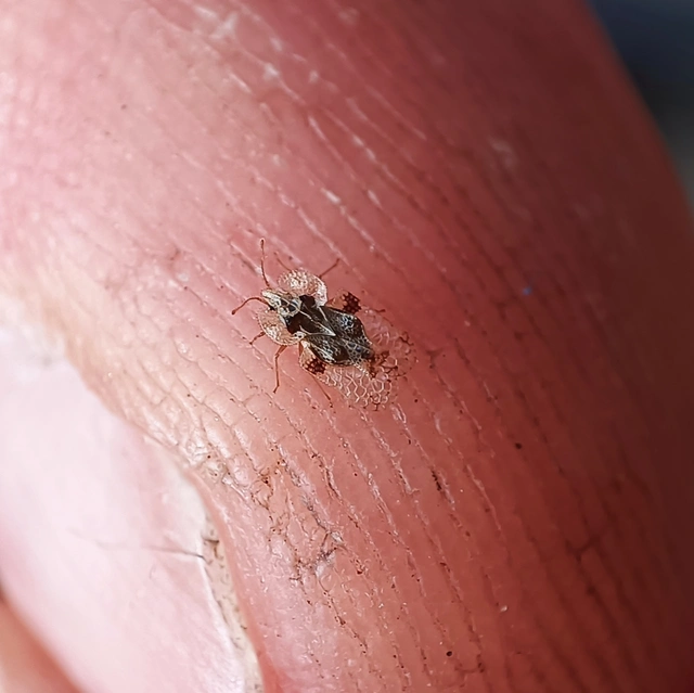 Corythucha arcuata - tölgy-csipkéspoloska
