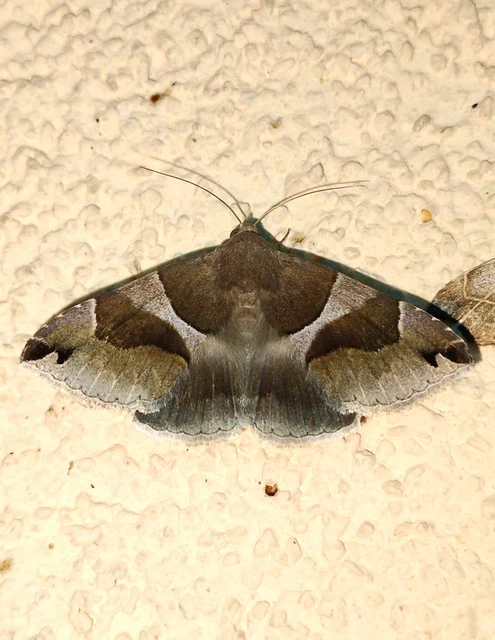 Dysgonia algira - déli porcelánbagoly