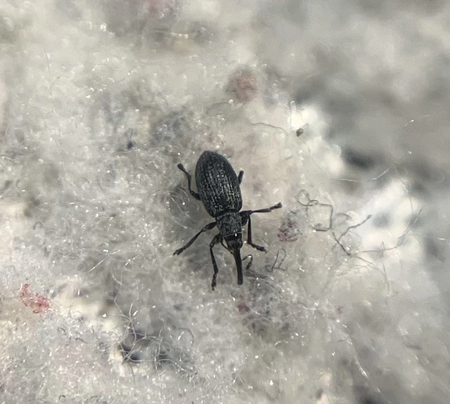 Catapion seniculus - lóhereszár-cickányormányos Catapion seniculus - lóhereszár-cickányormányos