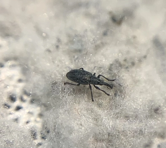 Catapion seniculus - lóhereszár-cickányormányos Catapion seniculus - lóhereszár-cickányormányos