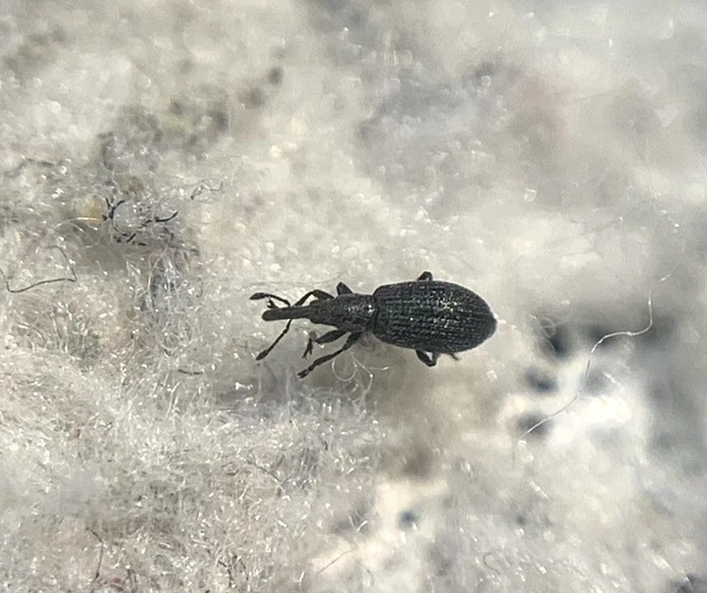 Catapion seniculus - lóhereszár-cickányormányos Catapion seniculus - lóhereszár-cickányormányos