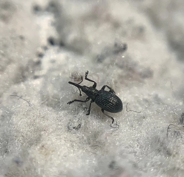 Ischnopterapion loti - szarvaskerep-cickányormányos