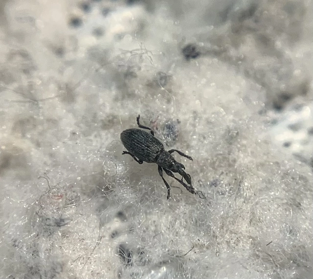 Catapion seniculus - lóhereszár-cickányormányos Catapion seniculus - lóhereszár-cickányormányos