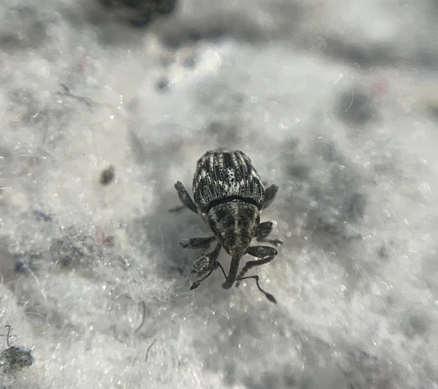 Microplontus triangulum - rajzos cickafarkormányos