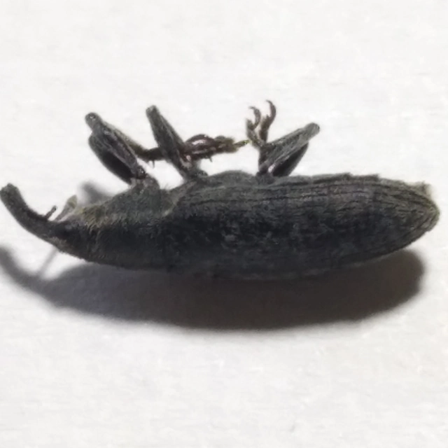 Lixus cardui/filiformis