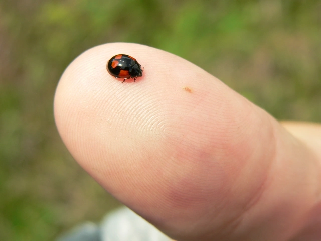 Adalia bipunctata - kétpettyes katica