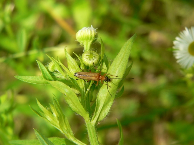 Oedemera podagrariae - székfű-álcincér