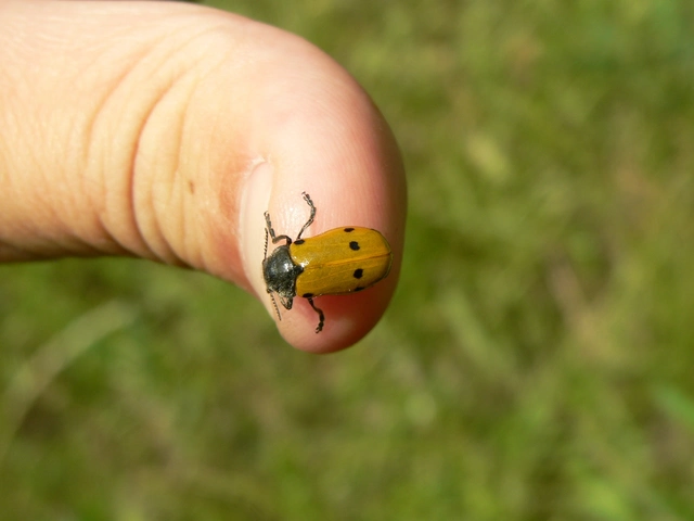 Lachnaia sexpunctata - szőrösnyakú zsákhordóbogár
