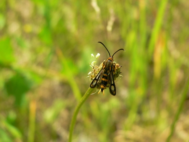 Sesiidae - szitkárfélék