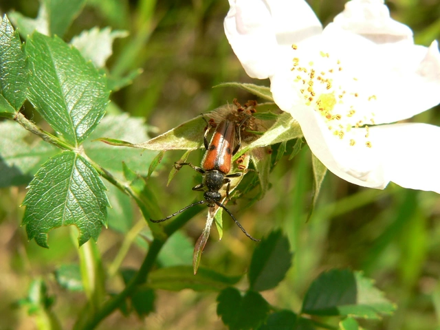 Vadonia unipunctata - kétpettyes virágcincér