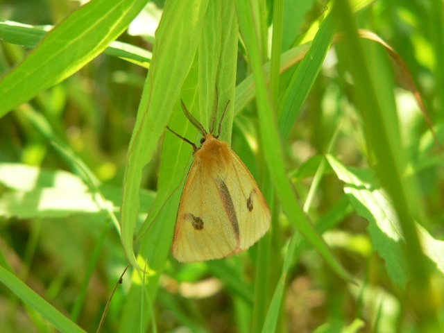 Diacrisia sannio - vörösszélű medvelepke