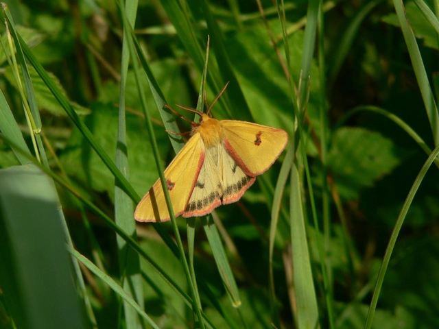 Diacrisia sannio - vörösszélű medvelepke