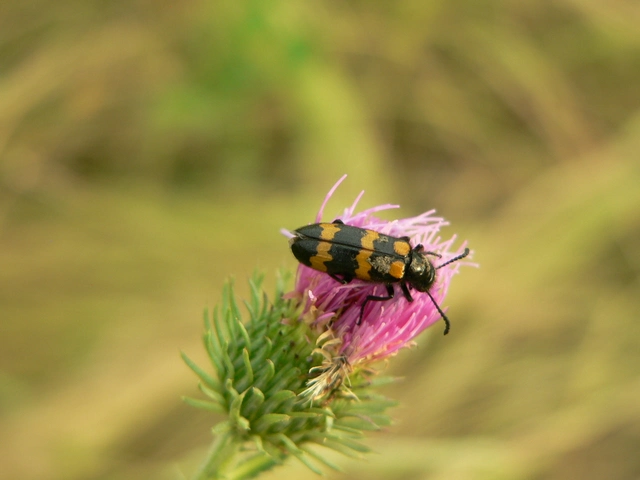 Mylabris variabilis - szalagos hólyaghúzó Mylabris variabilis - szalagos hólyaghúzó