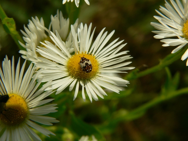 Anthrenus isabellinus