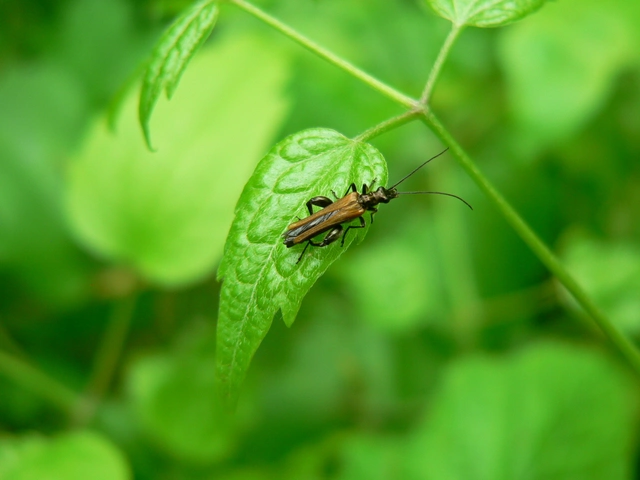 Oedemera femorata - sárgahátú álcincér