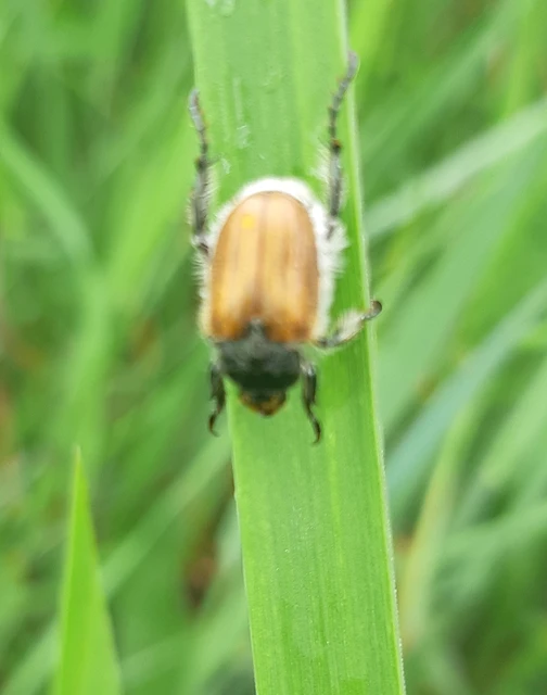 Chaetopteroplia segetum - rozsszipoly