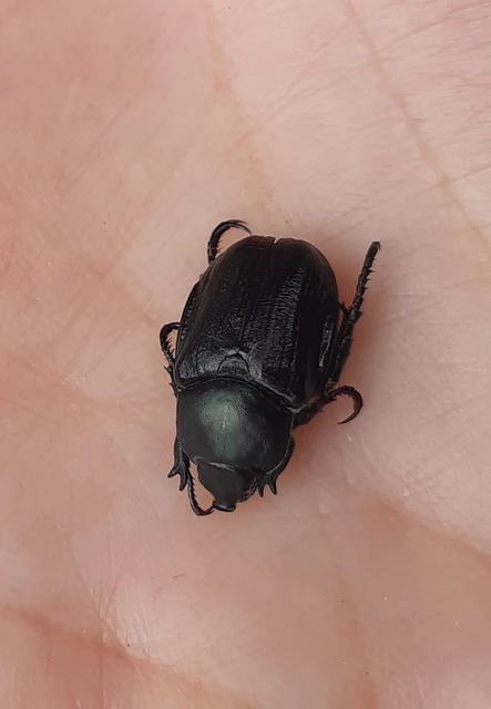 Anisoplia lata - széles szipoly Anisoplia lata - széles szipoly