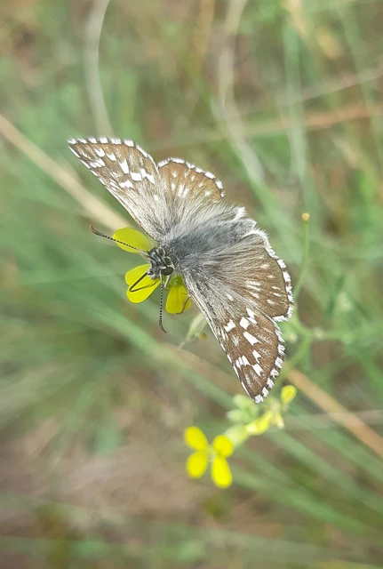 Pyrgus carthami - nagy busalepke