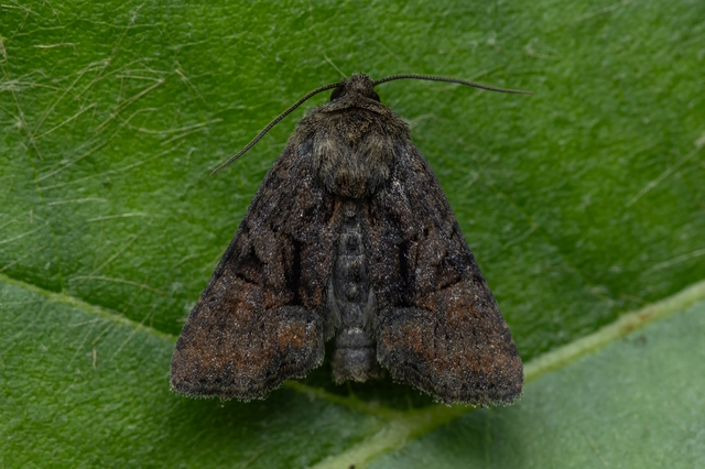 Oligia latruncula - fekete dudvabagoly
