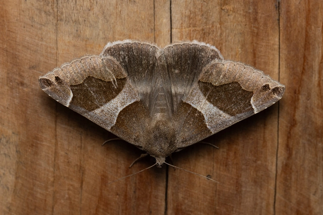 Dysgonia algira - déli porcelánbagoly