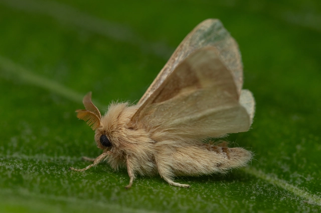 Malacosoma neustria - gyűrűsszövő