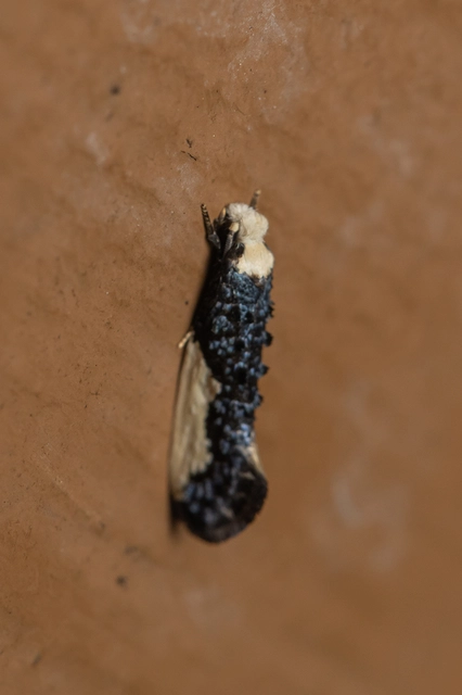 Monopis monachella - apácamoly