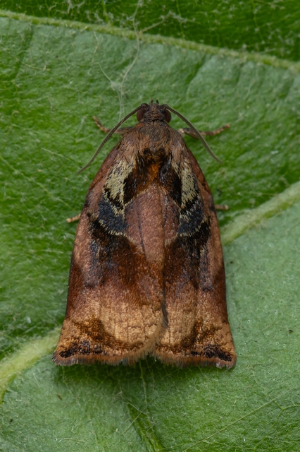 Archips podana - dudvarágó sodrómoly
