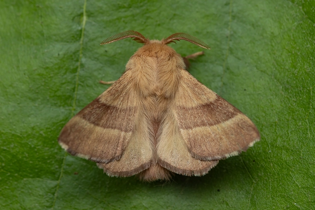 Malacosoma neustria - gyűrűsszövő