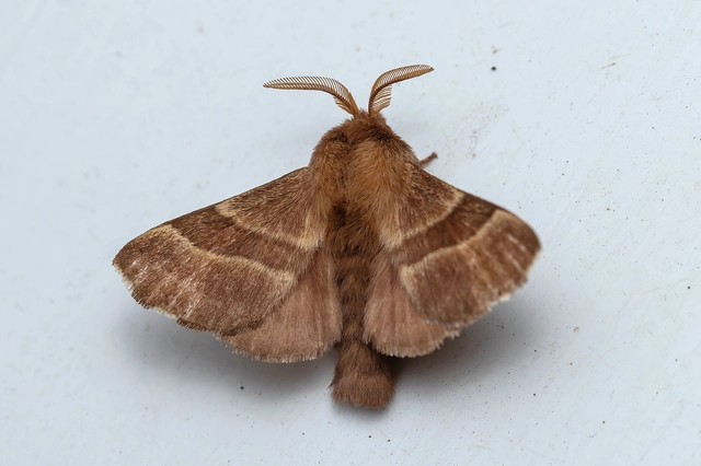 Malacosoma neustria - gyűrűsszövő
