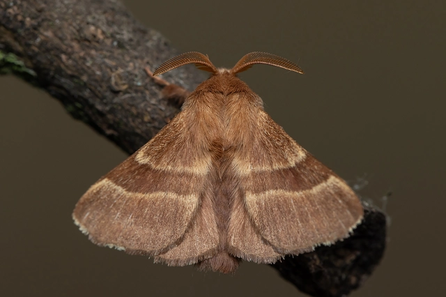 Malacosoma neustria - gyűrűsszövő