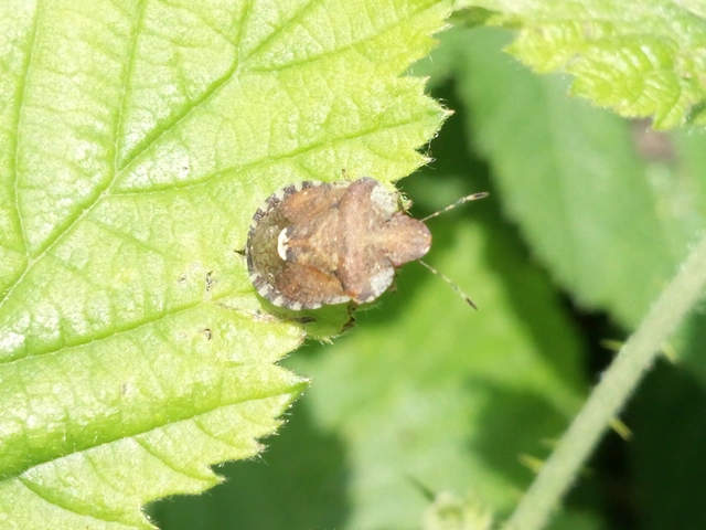Dyroderes umbraculatus Dyroderes umbraculatus