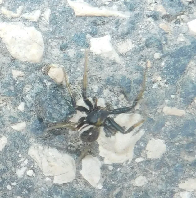 Xysticus